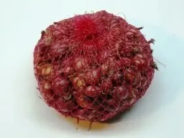 cebula-dymka-zimujaca-czerwona-500g-najlepsza-jakosc-swieza-dostawa