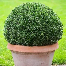 bukszpan-ostrokrzew-bukszpanowy-sadzonka-zdrowa-ladna