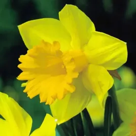 narcyz-trabkowy-polski-dutch-master-5-szt-narcyzy-cebule-cebulki