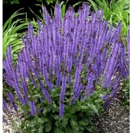 szalwia-omszona-pienosc-miododajna-sadzonka-xl