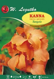 kanna-tangelo-zielonolistna-niska-1szt-klacze-pomaranczowa-cebule