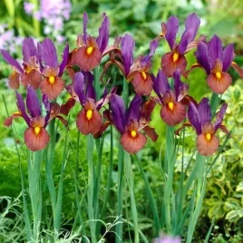 irys-holenderski-fioletowy-tiger-eye-5-szt-049