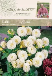 dalia-dalie-niska-dekoracyjna-noris-1-szt-018