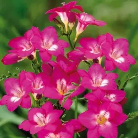 freesia-double-frezja-pelna-rozowa-10szt-w40