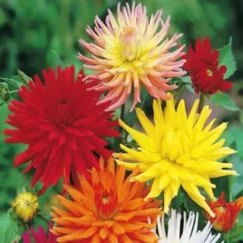 dalie-dalia-kaktusowa-wysoka-mix-5-szt-14