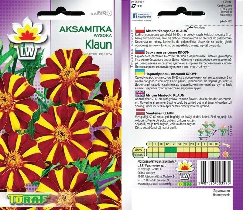 aksamitka-wysoka-klaun-05g