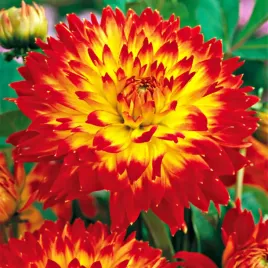 dalia-procyon-zolto-pomaranczowy-sadzonki-1sz-w240