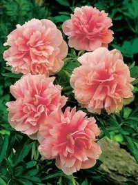 piwonia-piwonie-rosea-plena-cebulka-1-szt-423