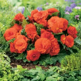 begonia-niska-non-stop-pomaranczowa-1-szt-bulwa-klacze-cebule-kwiatowe
