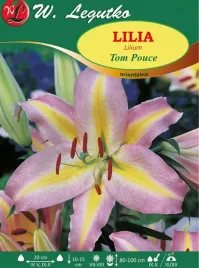 lilia-orientalna-tom-pouce-zolto-rozowa-1szt-l33