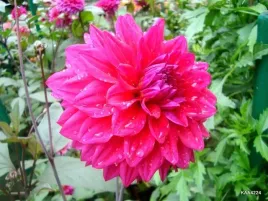 dalia-dekoracyjna-suffolk-pink-rozowa-1szt-klacze-dekoracyjne-kwiaty-dali
