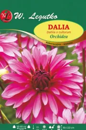 dalia-dalie-wysoka-dekoracyjna-orchidea-1szt-018