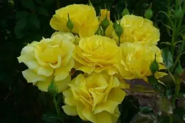 roza-rabatowa-zolta-pachnaca-golden-sadzonka