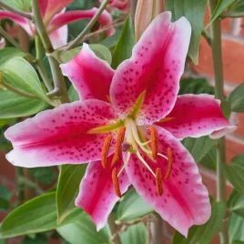 lilium-lilia-orientalna-aktiva-dwubarwna-1szt-w401