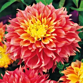 dahlia-strzepiasta-dalia-kogane-fubuki-1szt-278