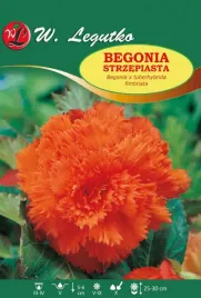 begonia-bulwiasta-strzepiasta-pomaranczowa-1sz-bulwa-klacze-cebule