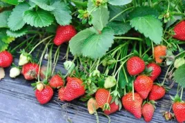 truskawka-honey-one-mega-najwczesniejsza-10-sztuk