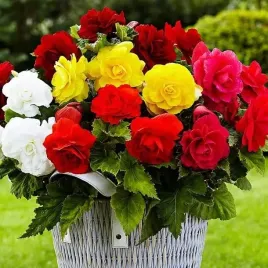 begonia-pelna-grandiflora-mix-5-szt-gratis