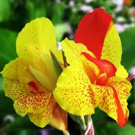 kanna-cleopatra-dwu-kolorowa-zolto-pomaranczowa-1szt-157