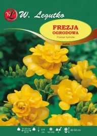 freesia-frezja-ogrodowa-pelna-zolta-25szt-l56