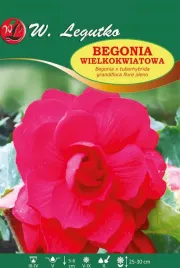 begonia-bulwiasta-wielkokwiatowa-rozowa-1szt-bulwa-klacze-cebule-kwiatowe