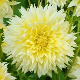 dahlia-strzepiasta-dalia-canary-fubuki-1szt-278
