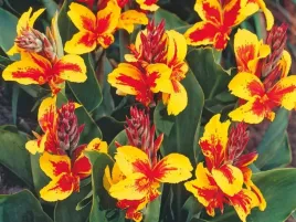 canna-niska-paciorecznik-reine-charlotte-1szt-w224