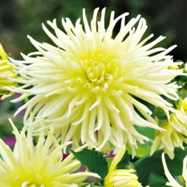 dahlia-strzepiasta-dalia-yellow-star-1szt-278