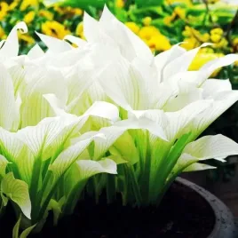 hosta-funkia-white-feather-cebulka-1-szt