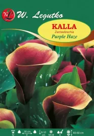 calla-kalia-kalla-purple-haze-czekoladowo-purpurowa-bulwa-cebulki-1szt