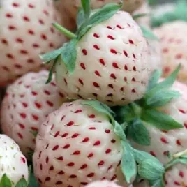 truskawka-biala-ananasowa-slodka-doniczka-xxl