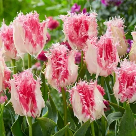 tulipan-strzepiasty-rozowy-bialy-drakensteyn-5-szt-cebulki-zestaw