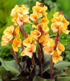 canna-paciorecznik-louis-cottin-zolta-1szt-w224