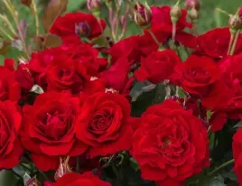 roza-rabatowa-czerwona-duze-pelne-kwiaty-sadzonka-zdrowa-ladna