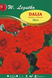 dalia-dekoracyjna-rabatowa-mars-cynobrowa-1szt-czerwona-piekne-duze-kwiaty