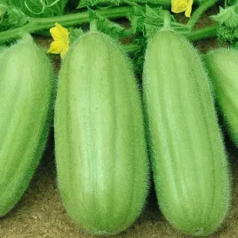 ogorek-melonowy-carosello-barese-jasnozielony-nasiona