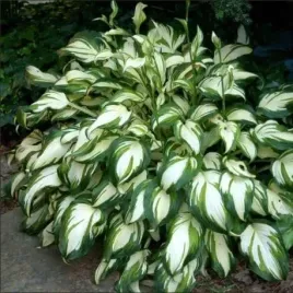 hosta-funkia-mediovariegata-sadzonki-1szt-w300