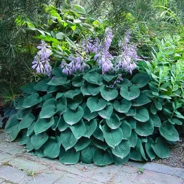hosta-funkia-niebieska-blue-cadet-sadzonki-1szt-pieknosc
