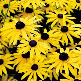 rudbeckia-speciosa-rudbekia-okazala-1szt-iintensywnie-zolta-w464