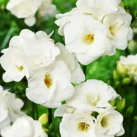 freesia-double-frezja-pelna-biala-10szt-w40
