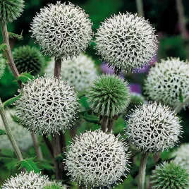 przegorzan-kulisty-nasiona-kwiatow-1g-toraf