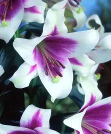 lilium-lilia-trabkowa-triumphator-bulwa-klacze-pachnaca-fioletowo-biala