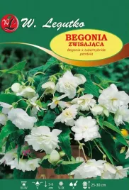 begonia-bulwiasta-zwisajaca-biala-bulwa-klacze-cebule-kwiatowe