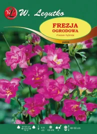 freesia-frezja-ogrodowa-pelna-rozowa-25szt-l56