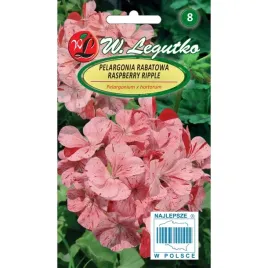 pelargonia-rabatowa-divas-f1-raspberry-ripple-dwukolorowa-nasiona-kwiatow