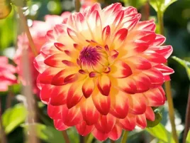 dalia-dekoracyjna-sights-of-summer-1szt-czerwono-pomaranczowa-klacze-dalie