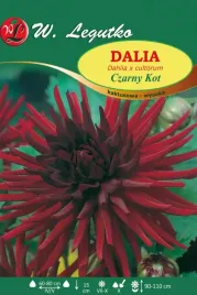 dalia-kaktusowa-wysoka-czarny-kot-bordowa-1szt-014