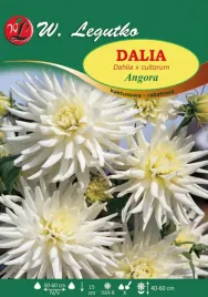 dalia-kaktusowa-rabatowa-angora-biala-1szt-karpa-bulwa-pieknosc