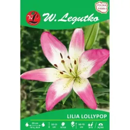 lilia-azjatycka-lollypop-bialo-rozowa-1szt-sadzonka-bulwa-pachnaca