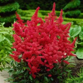 tawulka-arendsa-astilbe-fanal-czerwona-1szt-w460